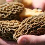 Best Soil Temperature for Morel Mushrooms